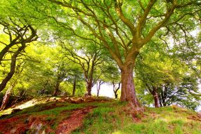 Фотообои Деревья в лесу